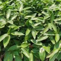 平安树