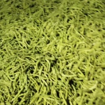 四季豆