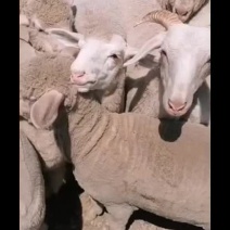 肉羊