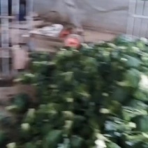 山东西兰花炎秀西兰花产地直发一手货源量大从优