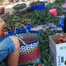 中果