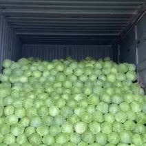 甘蓝，德州春季甘蓝8398正在上市中，中甘