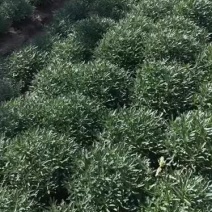 高钙菜、养心菜、救心菜、费菜，现摘现发，保证质量。