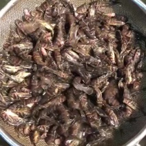 黄颡