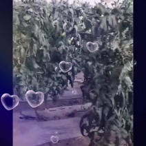 西红柿