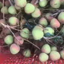 产地代办代发荔枝妃子笑