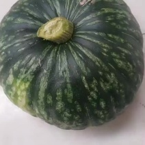 密本糸列南瓜