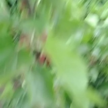 桑葚