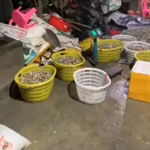广东福建区域七彩贝三角贝