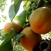 山西运城高原特产金太阳杏