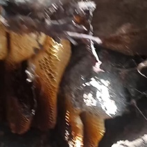 野生土蜂蜜