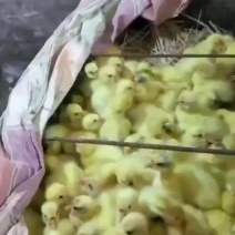 优质大三花鹅苗，包打疫苗包运输包路损，需要的老板联系我