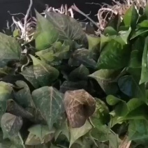 西瓜红薯苗