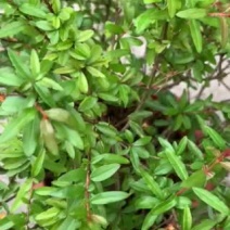 花石榴各类均有库存大量请联系
