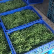 黄河三角洲特色野菜-黄须菜