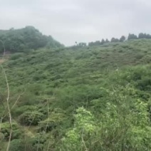 果园出租三十年