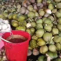 老椰子毛椰
