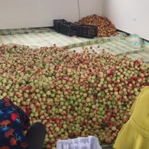 518油桃露天大量上市曙光油桃中油油桃大量