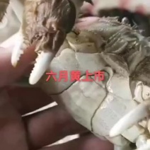 兴化大闸蟹新鲜捕捞小规格尝鲜满黄满膏批发