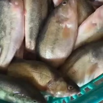 三去开肚加州卢