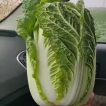 葫芦岛黄心大白菜