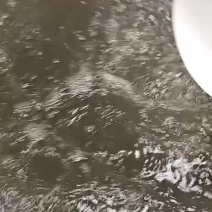 连云港南美白对虾虾苗