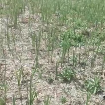 香蒲苗芦苇根各种水草