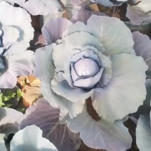 紫甘蓝普来米罗