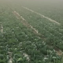圆包菜
