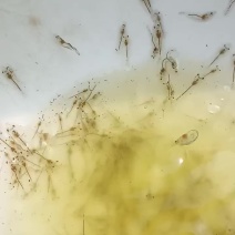 南美白对虾虾苗个个健壮