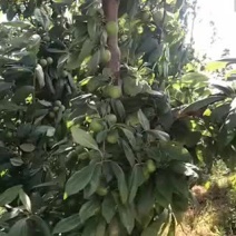 应季水果，提前预售！需要的可以联系