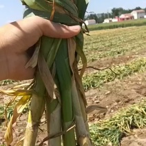 大名蒜种