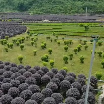 红继木精品球规格50-120厘米，价格面议详谈大量供应中