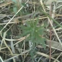 新货益母草，适合沙土地，二坡地