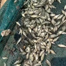 鲫鱼大片