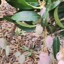 贵妃芒