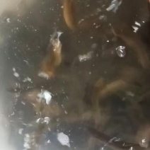 泥鳅