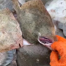 活冻海鲜水产新鲜多宝鱼比目鱼冷冻多宝鱼🐟🐟🐟🐟
