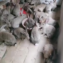 比利时杂交肉兔，你养殖我回收，解雇你的后顾无忧