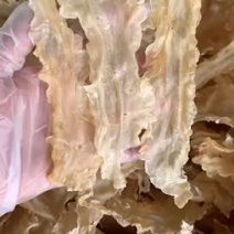 鳕鱼胶足干多规格有量批发零售