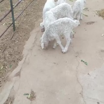自家成群羊不想养了