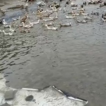 鲜蛋
