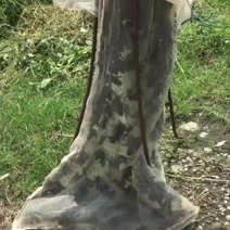 鲜活竹蜂