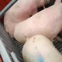 土杂猪，三元猪，黑土猪产地直销