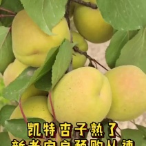 凯特杏