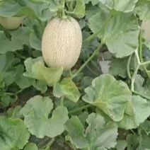 西州蜜耀龙25