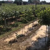 6-12公分红玉兰紫玉兰需要联系