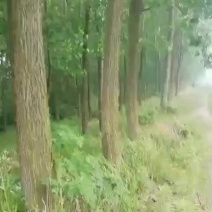 供应各种杨树原木杉木