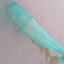 微山湖优质小龙虾苗成活率高生长速度快