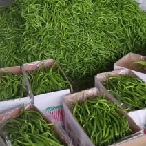 线椒